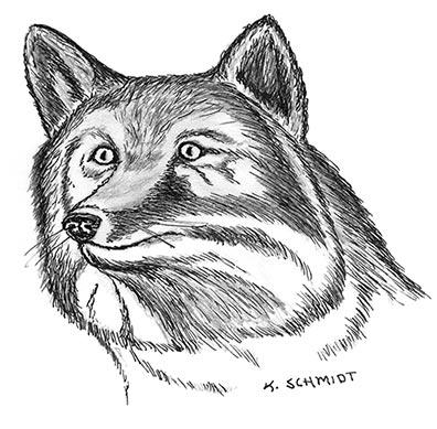 drawing